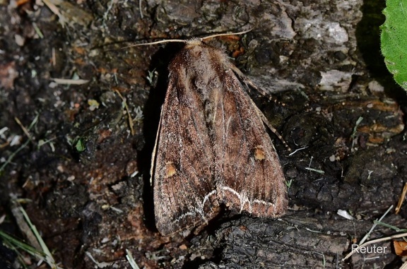 Gemüseeule (Lacanobia oleracea)