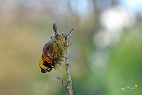 Kleines Nachtpfauenauge (Saturnia pavonia) - Männchen