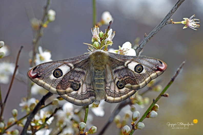 Kleines Nachtpfauenauge - Small Emperor Moth (Saturnia pavonia)
Weibchen - female
Foto: Wiltrud Schwantz
Ort: Pfullingen (Nachzucht)
Kamera: Nikon D 7200 + Sigma Makro 105 mm DSC_3712-ad-web.jpg