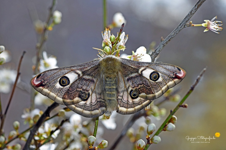 Kleines Nachtpfauenauge (Saturnia pavonia) - Weibchen