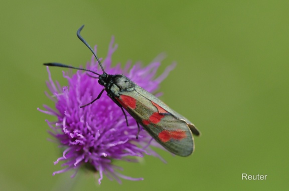 Sechsfleck-Widderchen (Zygaena filipendulae)