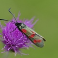 Sechsfleck-Widderchen (Zygaena filipendulae)