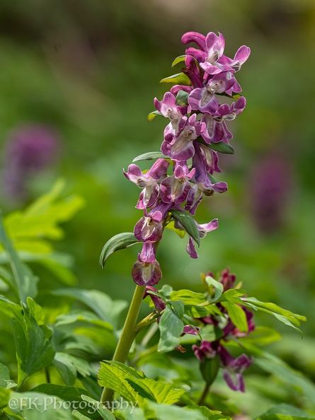 Hohler Lerchensporn (Corydalis cava)
Foto: Frank Knies
Ort: Kusterdingen
Kamera: Sony Alpha 7m4, Sigma 105/2.8 DG DN Makro (4stack) Homepage1000x-2.jpg