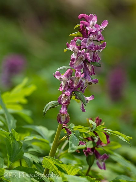 Hohler Lerchensporn (Corydalis cava)