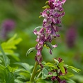 Hohler Lerchensporn (Corydalis cava)