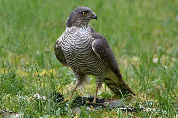 Sperber (Accipiter nisus)