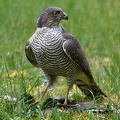 Sperber (Accipiter nisus)