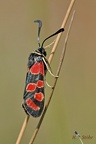 Esparsetten-Widderchen (Zygaena carniolica)