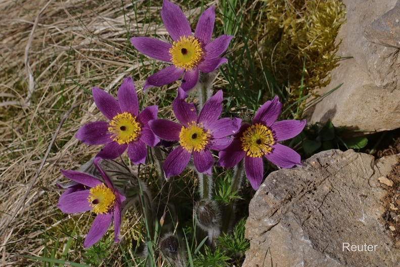 Gewöhnliche Kuhschelle, Küchenschelle (Pulsatilla vulgaris)