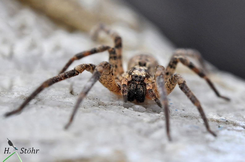 Nosferatu-Spinne (Zoropsis spinimana)