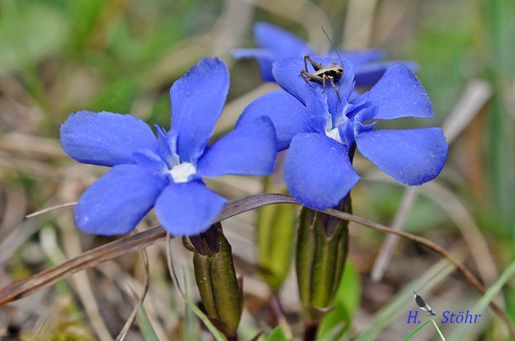 Frühlings-Enzian (Gentiana verna)