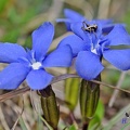 Frühlings-Enzian (Gentiana verna)