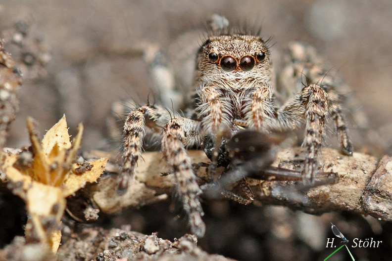 Große Felsspringspinne.jpg