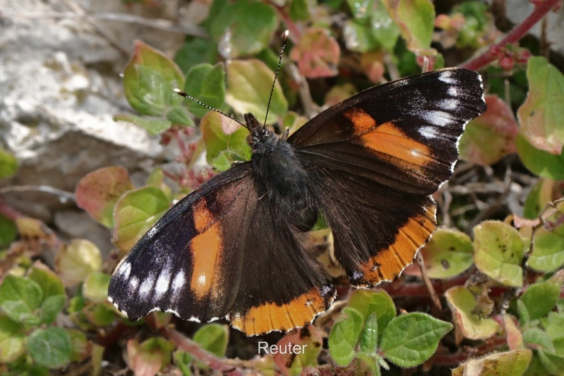 Admiral - Red Admiral (Vanessa atalanta) aberration