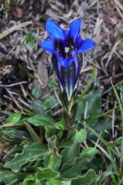 Echter Alpenenzian (Gentiana clusii)