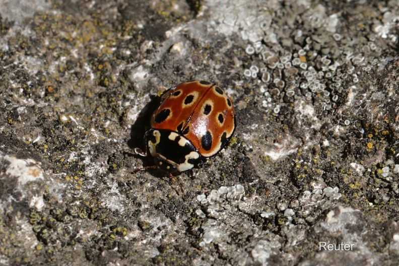 Augenmarienkäfer (Anatis ocellata).jpg