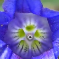 Echter Alpenenzian (Gentiana clusii)