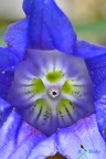 Echter Alpenenzian (Gentiana clusii)