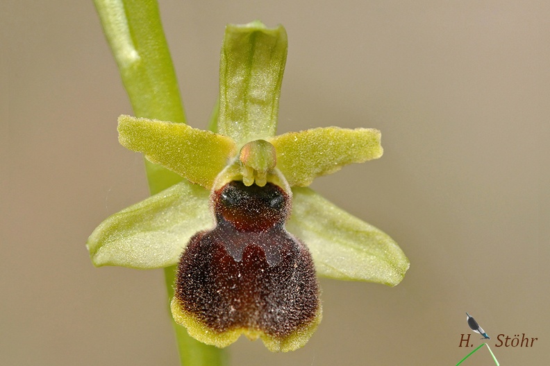 Kleine Spinnen-Ragwurz (Ophrys araneola)