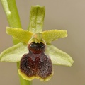 Kleine Spinnen-Ragwurz (Ophrys araneola)