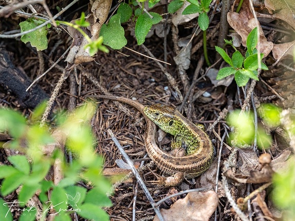 Zauneidechse (Lacerta agilis)