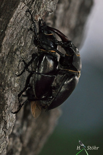 Hirschkäfer (Lucanus cervus)