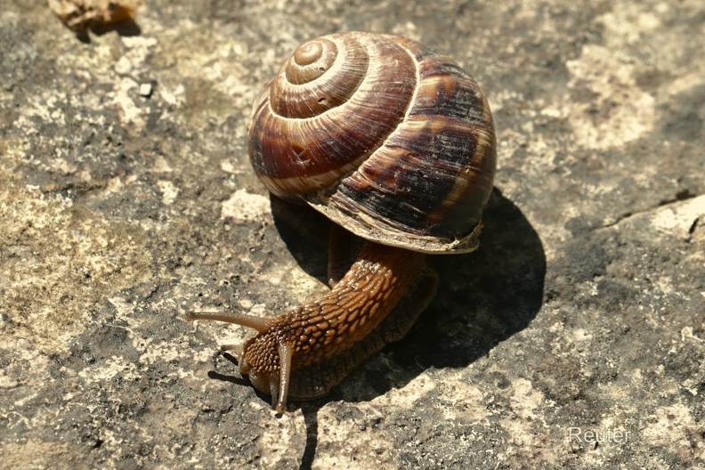 Gestreifte Weinbergschnecke (Helix lucorum)