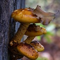 Goldfell-Schüppling (Pholiota aurivella)