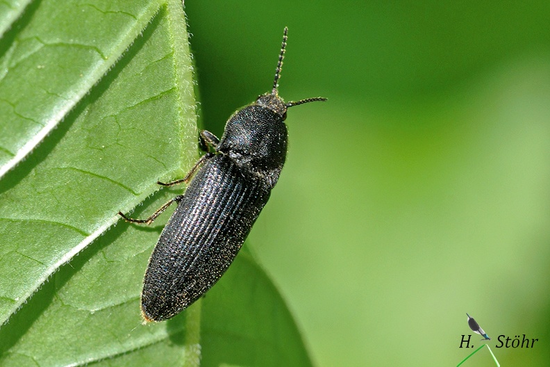 Erzschnellkäfer (Melanotus punctolineatus).jpg