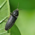 Erzschnellkäfer (Melanotus punctolineatus)