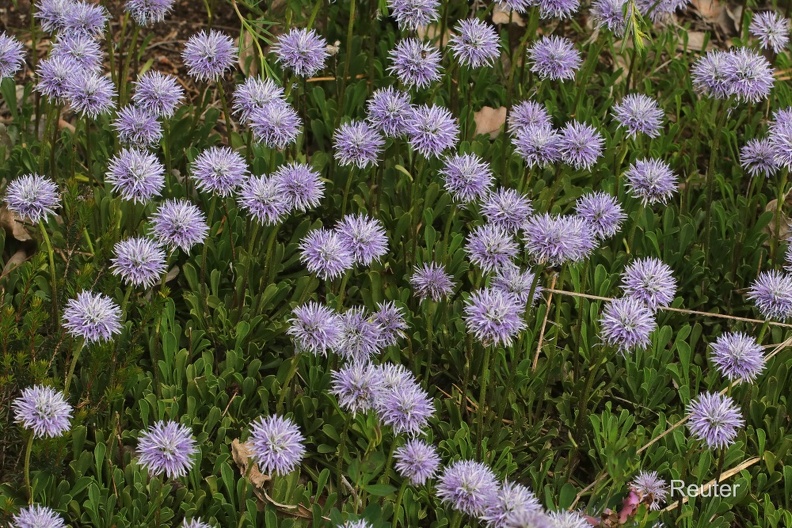 Südliche Kugelblume (Globularia meridionalis)