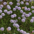 Südliche Kugelblume (Globularia meridionalis)