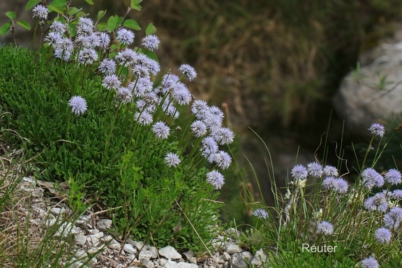 Südliche Kugelblume (Globularia meridionalis)