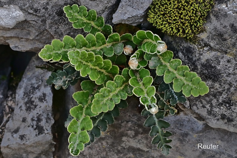 Milzfarn, Schriftfarn (Asplenium ceterach)