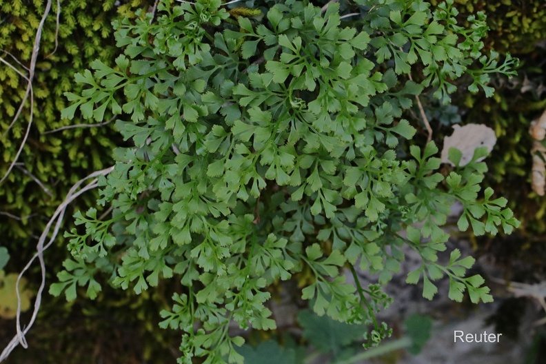 Mauerraute oder der Mauer-Streifenfarn (Asplenium ruta-muraria).jpg