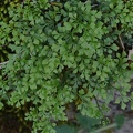 Mauerraute oder der Mauer-Streifenfarn (Asplenium ruta-muraria)