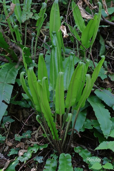 Hirschzungenfarn (Asplenium scolopendrium)
Foto: Karl Reuter
Ort: Limone (Italien)
Kamera: Canon EOS 80 D, EF 100mm 1:2,8 L IS USM Hirschzungenfarn (Asplenium scolopendrium).jpg