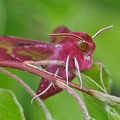 Kleiner Weinschwärmer (Deilephila porcellus)