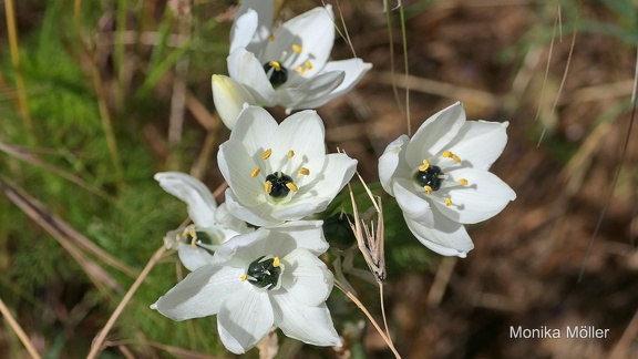 Arabischer Milchstern (Ornithogalum arabicum)