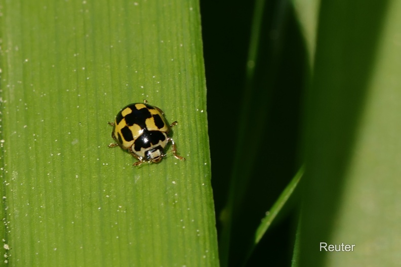 Vierzehnpunkt-Marienkäfer oder Schachbrett-Marienkäfer (Propylea quatuordecimpunctata).jpg