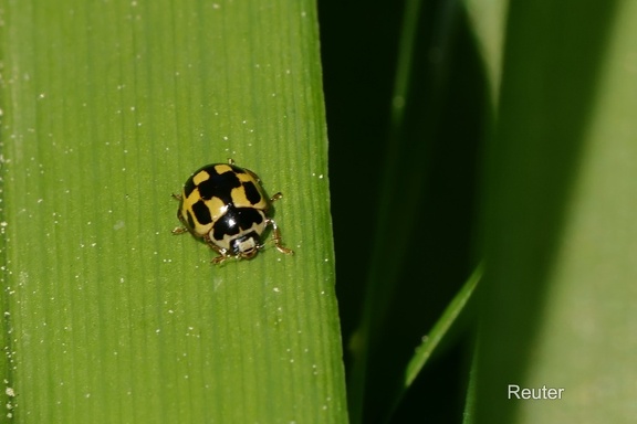 Vierzehnpunkt-Marienkäfer oder Schachbrett-Marienkäfer (Propylea quatuordecimpunctata)