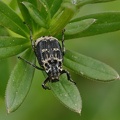 Stolperkäfer (Valgus hemipterus)