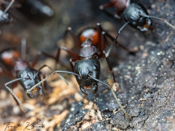 Braunschwarze Rossameise - Brown Black Carpenter Ant (Camponotus ligniperda)