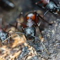 Braunschwarze Rossameise - Brown Black Carpenter Ant (Camponotus ligniperda)