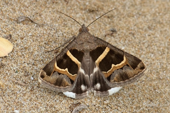 Tölpeleule (Grammodes stolida)