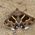 Tölpeleule (Grammodes stolida)