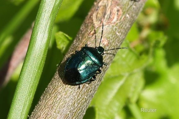 Blaugrüne Baumwanze (Zicrona caerulea)