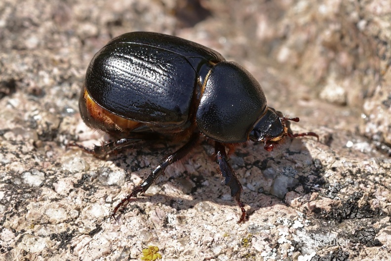 Mais-Mistkäfer (Pentodon idiota)