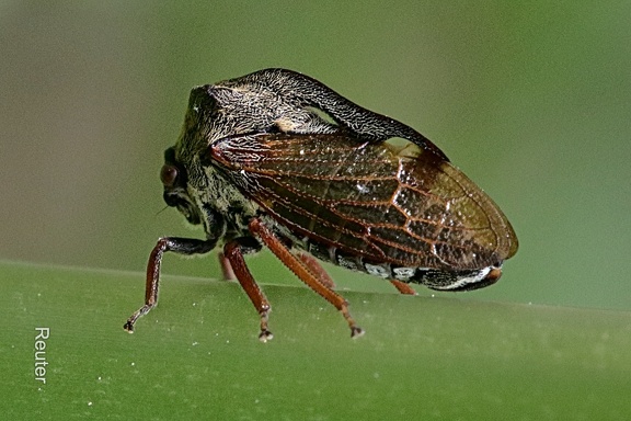 Dornzikade (Centrotus cornutus)