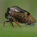 Dornzikade (Centrotus cornutus)